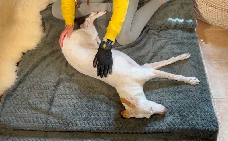 Hundemassage leicht gemacht mit dem Massagehandschuh – Anleitung für Hundehalter