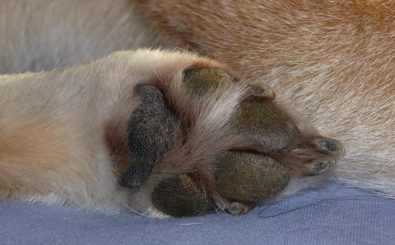 Neurologische Probleme beim Hund – so förderst du die Nervenweiterleitung mit dem Ausstreichen der Zehenzwischenräume