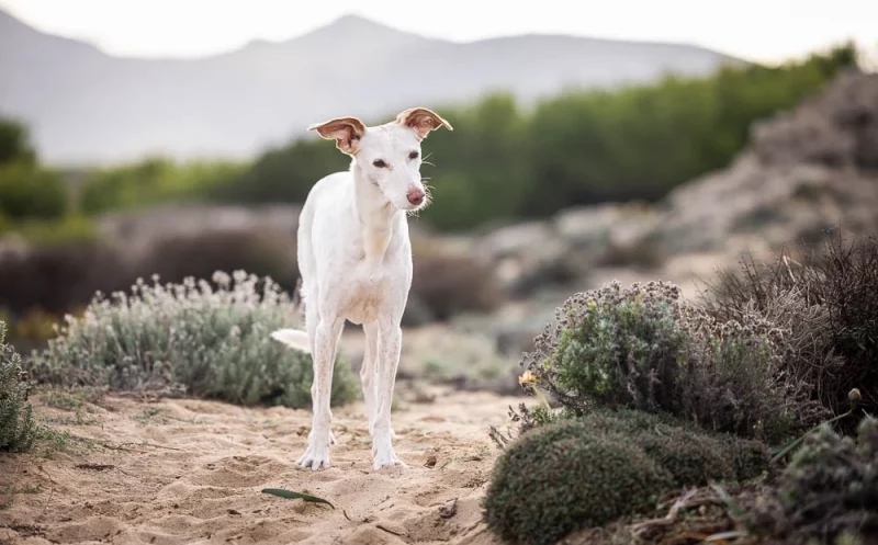 Zerrung beim Hund – Ursachen, Symptome und Behandlung