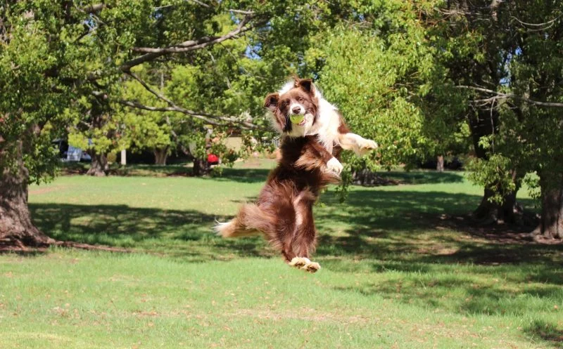 Bänderriss beim Hund – Ursachen, Symptome, Diagnose & Behandlung
