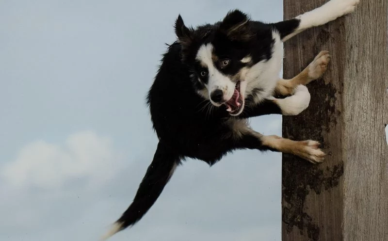 Hundefitness-Training vs. Tricktraining – was sind die Unterschiede?