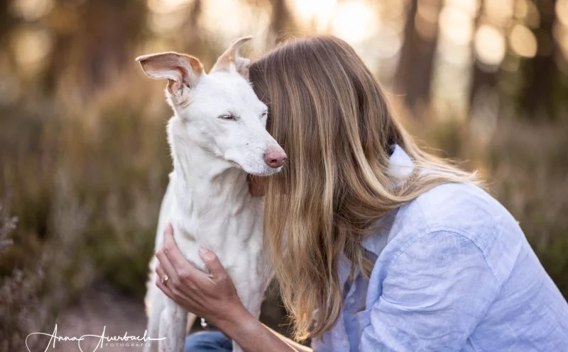 So kannst du als Hundehalter deinen Hund nach einem Bänderriss gezielt unterstützen!