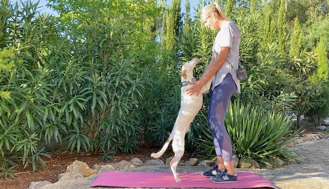 hund strechting - martina flocken - doggy fitness - hundephysio - hundefitness -
