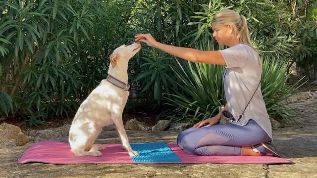 martina - flocken doggy fitness - rückentraining für hunde - hundephysiotherapie - hundefitness - S4 Sit pretty a