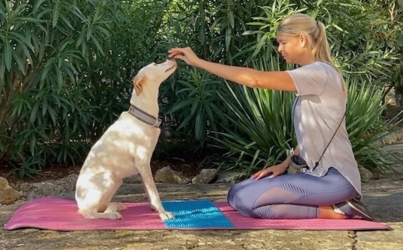 Rückentraining für Hunde – mit diesen zwei Übungen stärkst du die Muskulatur und förderst die Beweglichkeit