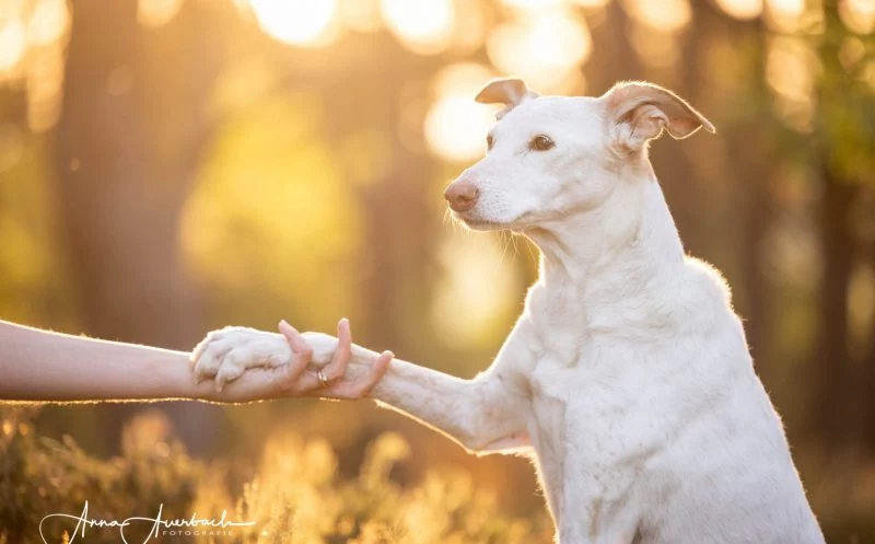 Das Vestibularsyndrom – ein Grund deinen Hund einzuschläfern?