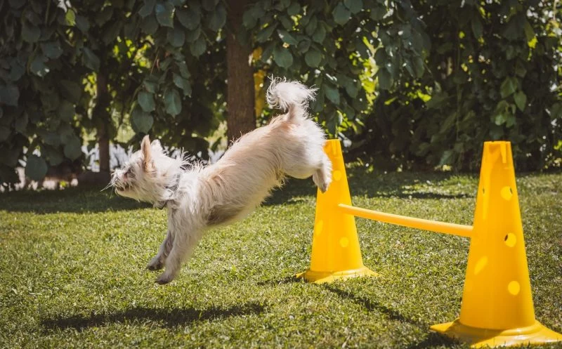 Wenn der Hund springt – das sind die Auswirkungen auf die Vorderhand