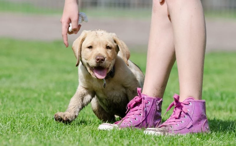 Deshalb sollten Welpen und Junghunde nicht (zum Spaß) springen!