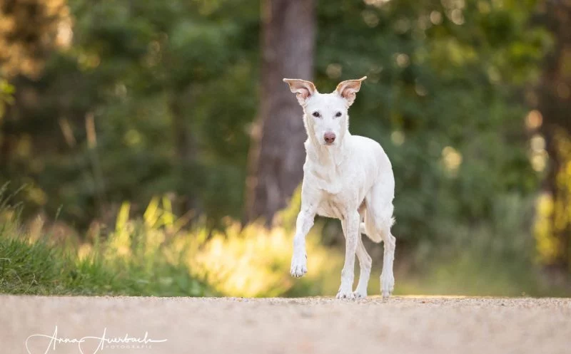 Deshalb verursacht Arthrose nicht immer Schmerzen – und ist trotzdem da!