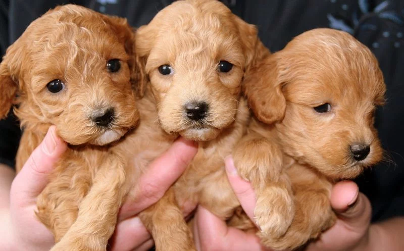 4 Gründe, weshalb viele Gelenkerkrankungen bereits im Welpenalter entstehen – und wie du sie vermeiden kannst!