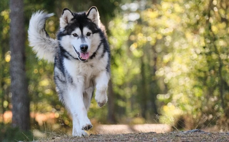 Blockaden beim Hund im Iliosakralgelenk – Entstehung, Ursachen & Symptome