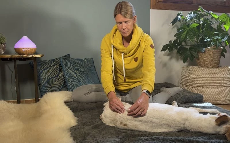 Verspannungen beim Hund durch Gelenkerkrankungen mit Massage lindern – sanfte Hilfe bei Schmerzen