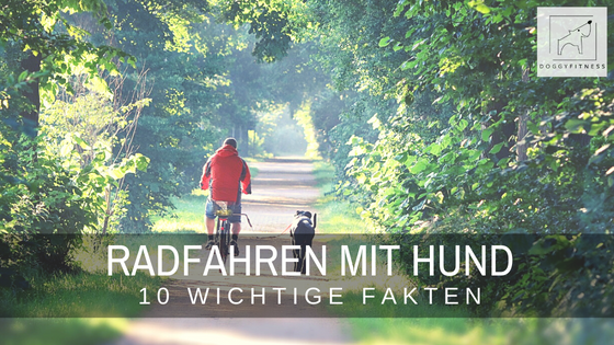 10 wichtige Fakten zum Radfahren mit Hund