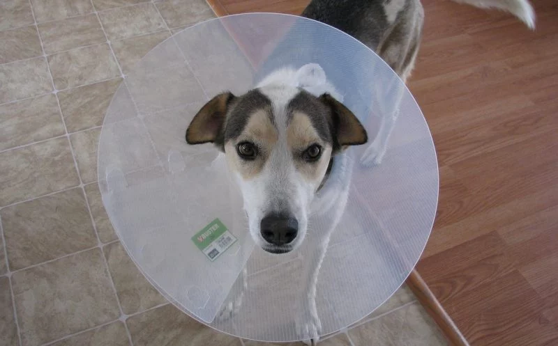 Dein Hund wird operiert? – 12 wichtige Tipps zur Vorbereitung und für die erste Zeit nach der Operation, die du kennen solltest