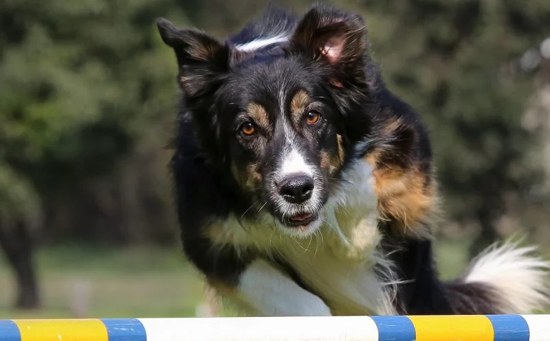 Der Achillessehnenriss beim Hund – Ursachen, Symptome, Diagnose und Behandlungsmöglichkeiten