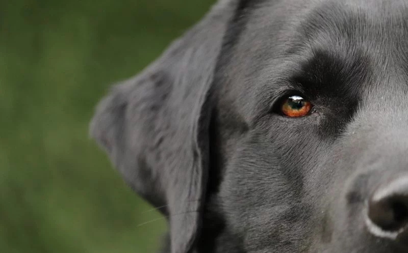 Kaninchenhoppeln und Hüftschwung beim Hund – auf welche Gelenkerkrankung es hindeutet