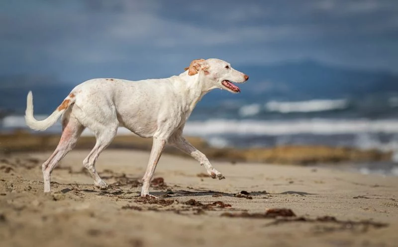 Lahmheit an der Vorderhand beim Hund – das sind die möglichen Ursachen