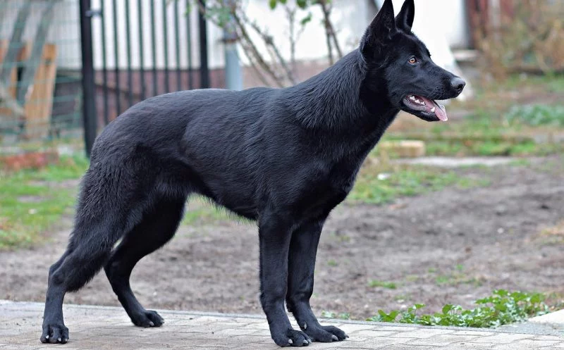 Kuhhessigkeit beim Hund durch muskuläre Dysbalance – Ursachen, Folgen und Behandlung