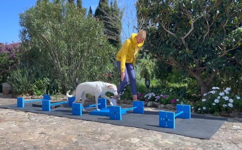Cavaletti Training für Hunde – wie es geht und was es deinem Hund bringt