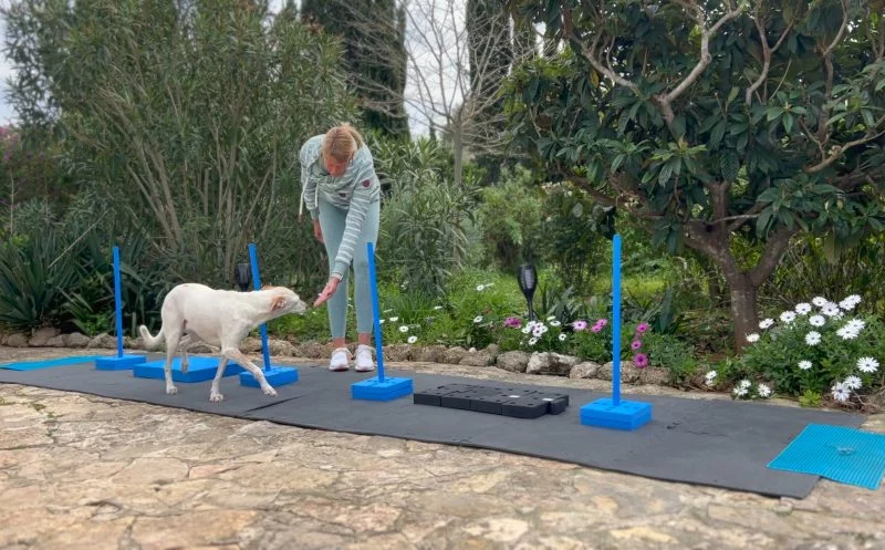 Bewegungstraining bei Arthrose beim Hund – diese 3 aktive Übungen fördern die Gelenkbeweglichkeit und stärken die Muskulatur