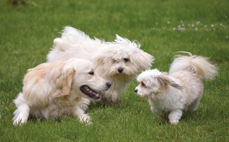 Das Kniegelenk des Hundes – warum es besonders anfällig für Gelenkprobleme ist & wie du als Hundehalter es stärken kannst