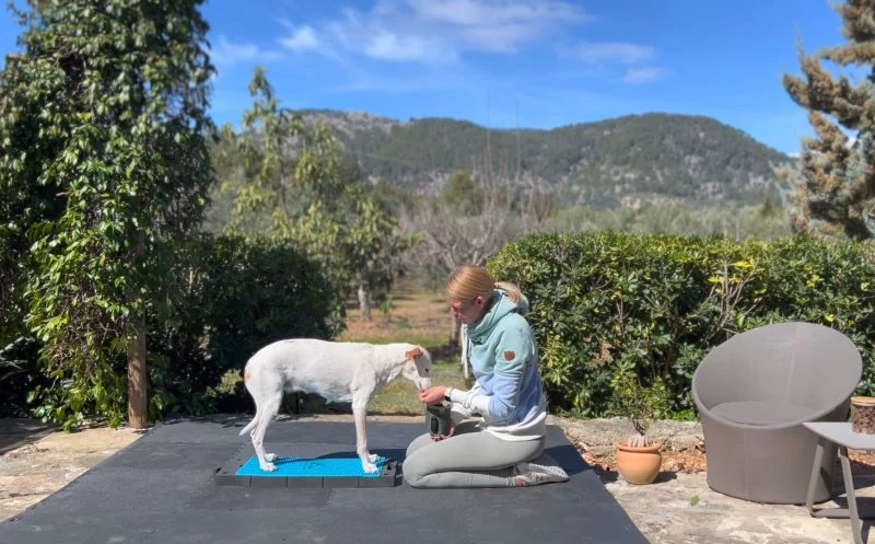 Das Steh Training beim Hund – warum die Position Steh die Basis für Bewegung (-straining) ist