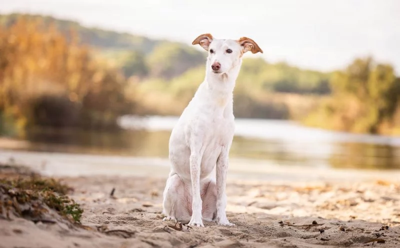Dein Hund verliert Muskulatur? – das sind mögliche Ursachen und Behandlungsmöglichkeiten
