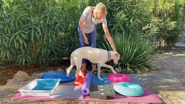 Feinmotorik beim Hund – mit diesen Übungen förderst du sie