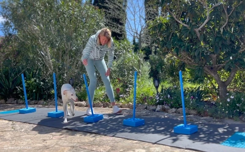 Bewegungstraining bei Hüftdysplasie und Hüftarthrose beim Hund