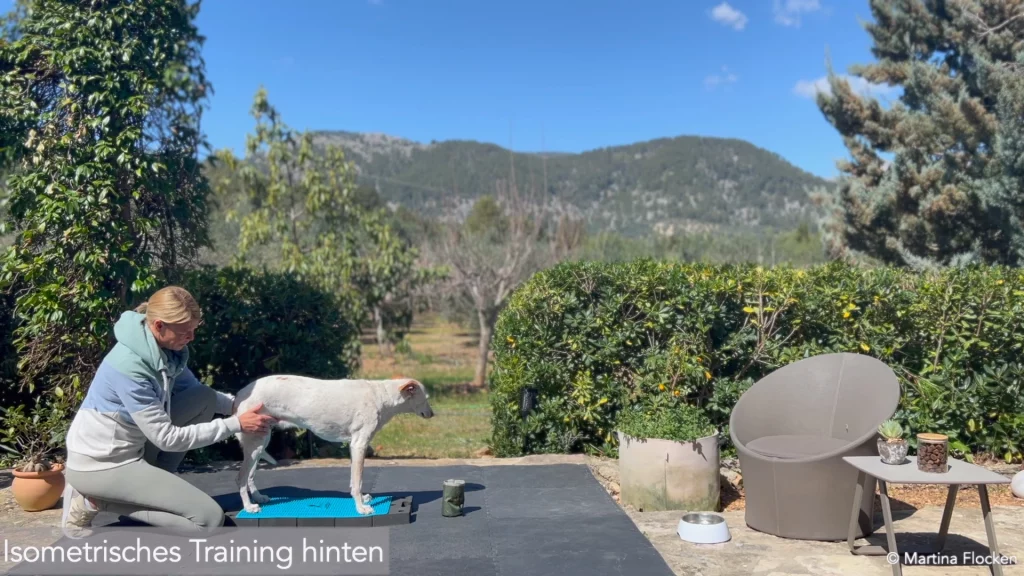 martina flocken doggy fitness bewegungstraining bei hüftdysplasie und hüftathrose isometrisches training hinten