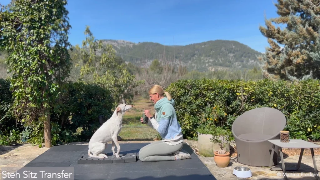 martina flocken doggy fitness bewegungstraining bei hüftdysplasie und hüftathrose steh sitz transfer