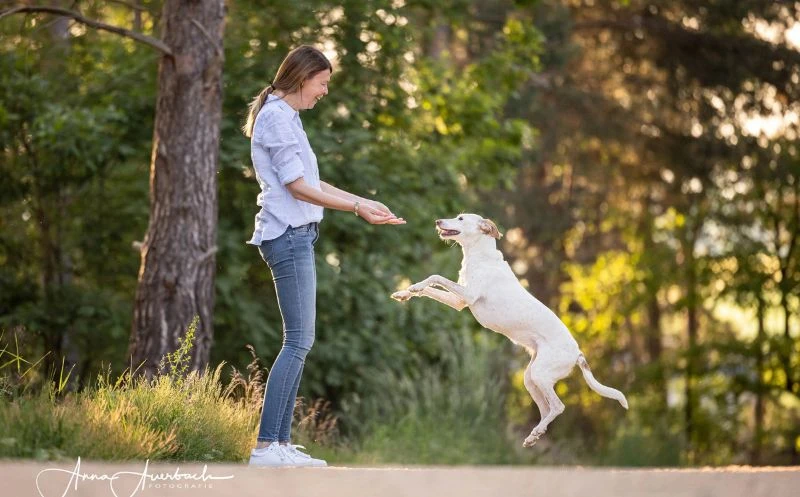 Dein Hund will nicht mehr springen? – Das sind mögliche Ursachen