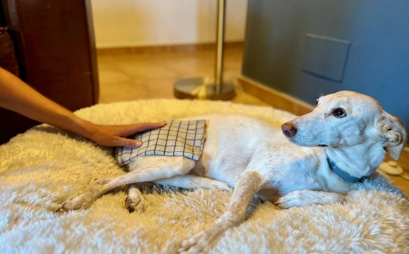 martina flocken - doggy fitness - hundephysio - hundefitness - osteomyelitis beim hund – ursachen, symptome & behandlung