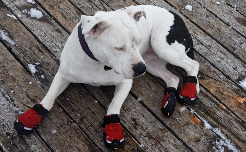 Pfotenschuhe – diese Einsatzmöglichkeiten gibt es beim Hund und das solltest du bei der Auswahl beachten