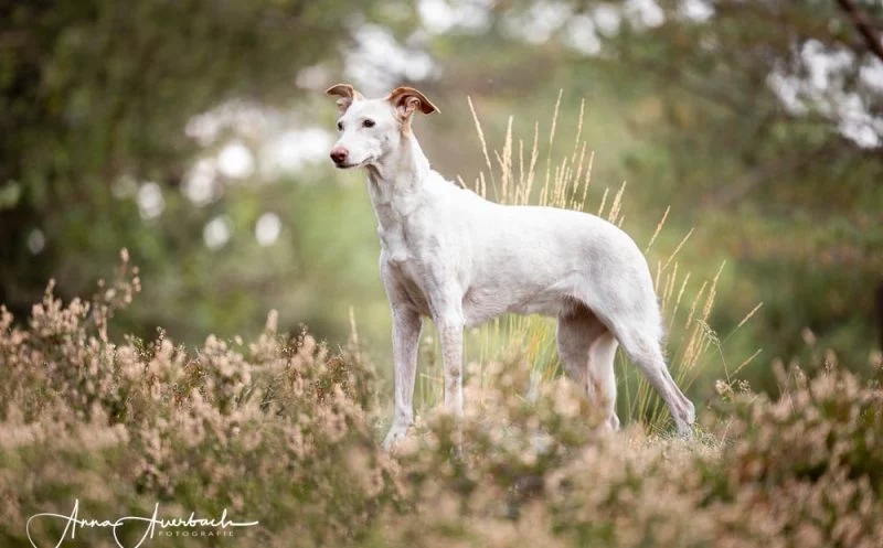 Propriozeption beim Hund – was es bedeutet, warum sie so wichtig ist und wie du sie trainieren kannst