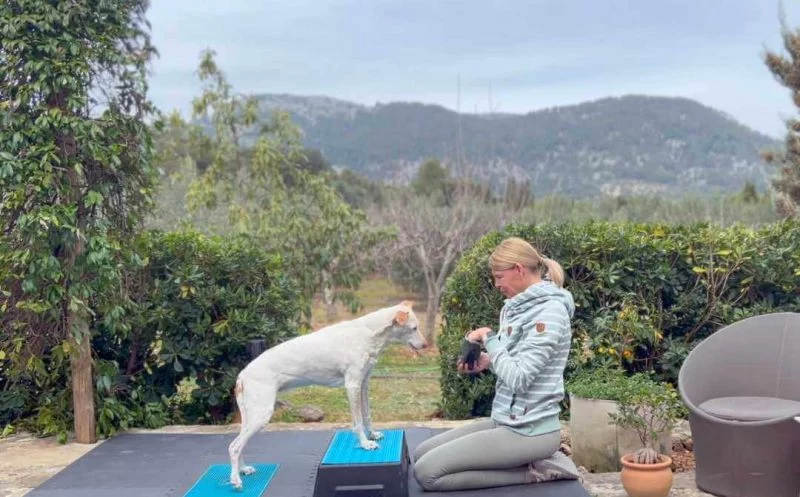 Wie findest du die richtigen Fitnessübungen für deinen Hund? – das solltest du beachten