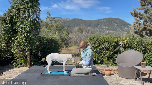 Steh Training Doggy Fitness Anleitung 