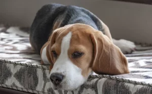 Gelenkerkrankungen beim Hund: 8 Dinge, die die Erkrankung zusätzlich befeuern!