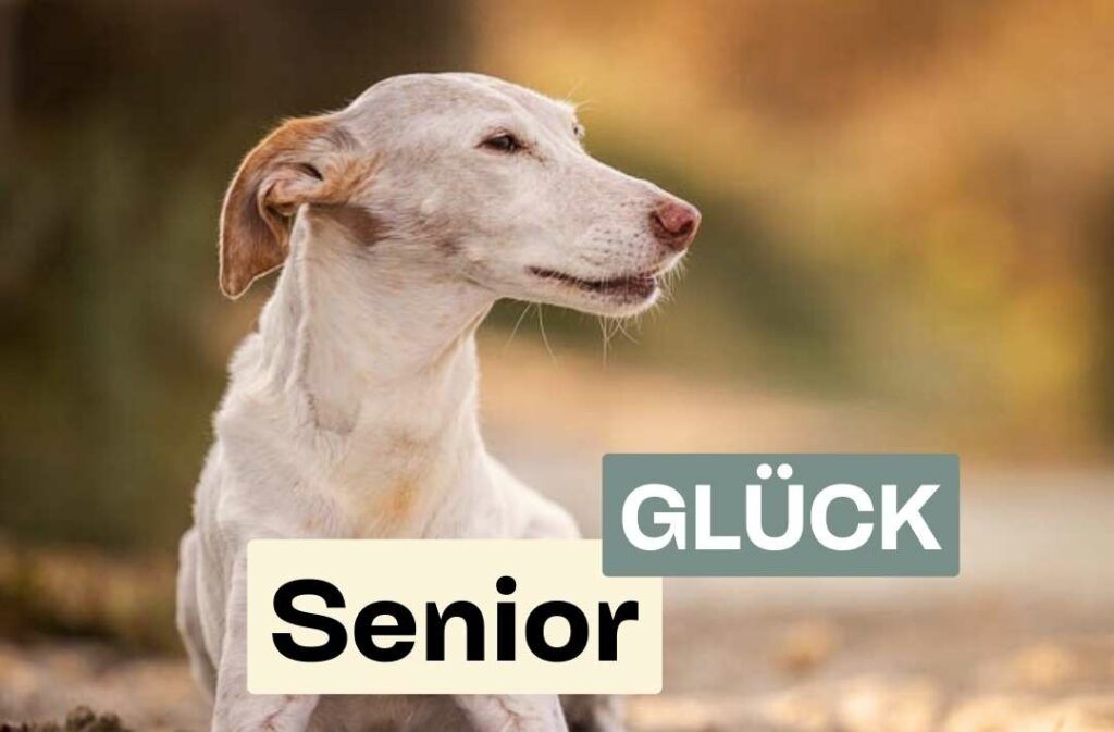 Doggy Fitness,Hundephysiotherapie,Hundefitnesstraining,Online-Kurse,Hundegesundheit,Hundephysiotherapeutin,Hundemassage,Gelenkerkrankungen,Seniorhunde,Hundefitness App,Martina Flocken,Phytotherapie,Mykotherapie,Bewegungsapparat,Hundetraining