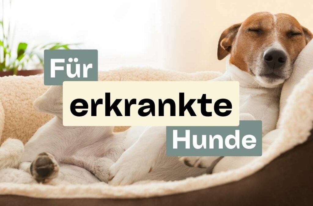 Doggy Fitness,Hundephysiotherapie,Hundefitnesstraining,Online-Kurse,Hundegesundheit,Hundephysiotherapeutin,Hundemassage,Gelenkerkrankungen,Seniorhunde,Hundefitness App,Martina Flocken,Phytotherapie,Mykotherapie,Bewegungsapparat,Hundetraining