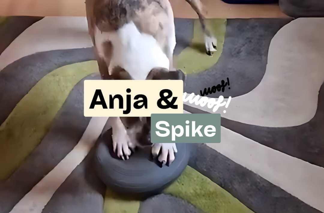 Doggy Fitness,Hundephysiotherapie,Hundefitnesstraining,Online-Kurse,Hundegesundheit,Hundephysiotherapeutin,Hundemassage,Gelenkerkrankungen,Seniorhunde,Hundefitness App,Martina Flocken,Phytotherapie,Mykotherapie,Bewegungsapparat,Hundetraining