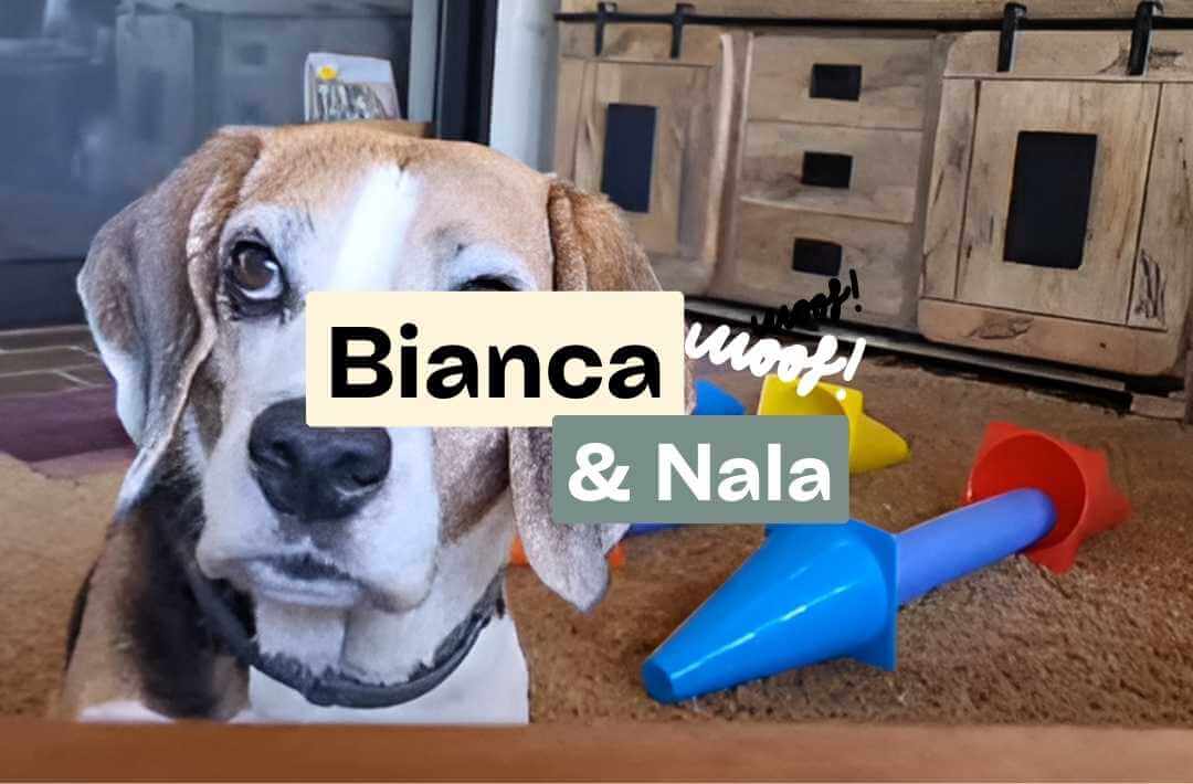 Doggy Fitness,Hundephysiotherapie,Hundefitnesstraining,Online-Kurse,Hundegesundheit,Hundephysiotherapeutin,Hundemassage,Gelenkerkrankungen,Seniorhunde,Hundefitness App,Martina Flocken,Phytotherapie,Mykotherapie,Bewegungsapparat,Hundetraining