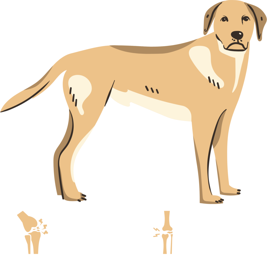 Doggy Fitness,Hundephysiotherapie,Hundefitnesstraining,Online-Kurse,Hundegesundheit,Hundephysiotherapeutin,Hundemassage,Gelenkerkrankungen,Seniorhunde,Hundefitness App,Martina Flocken,Phytotherapie,Mykotherapie,Bewegungsapparat,Hundetraining