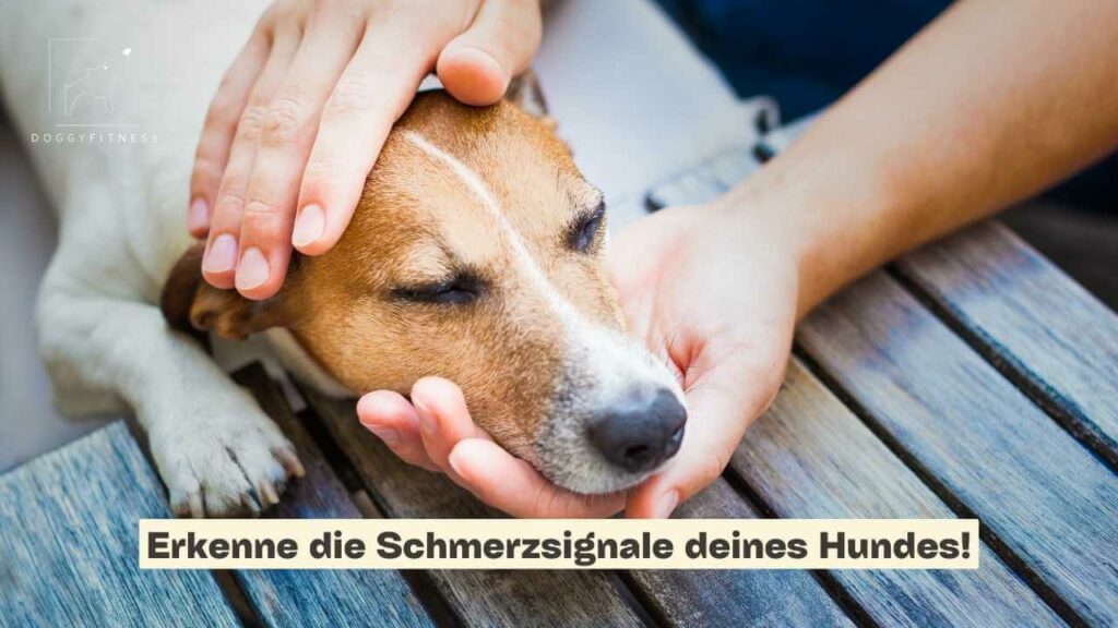 schmerzsignale-beim-hund-erkennen