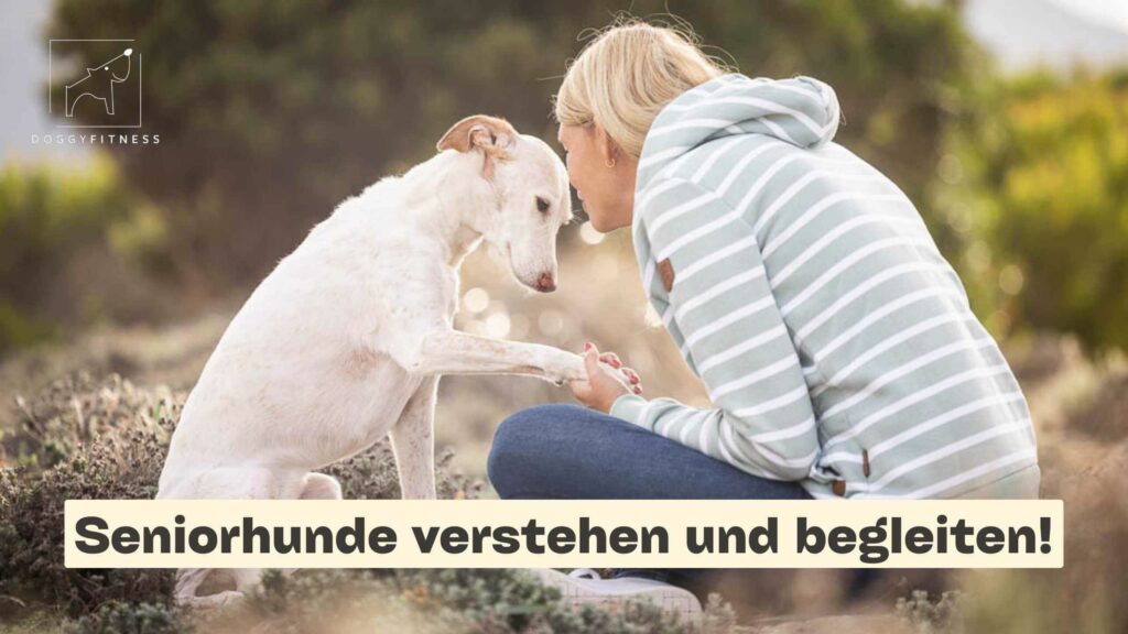 seniorhund-verstehen-und-begleiten