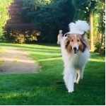 Erfahrungsberichte,Kundenstimmen,Hundephysiotherapie,Online-Kurse,Hundefitness,Seniorhunde,Arthrose,Rückenprobleme,Knieprobleme,Hüftprobleme,Hundegesundheit,Martina Flocken