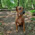 Erfahrungsberichte,Kundenstimmen,Hundephysiotherapie,Online-Kurse,Hundefitness,Seniorhunde,Arthrose,Rückenprobleme,Knieprobleme,Hüftprobleme,Hundegesundheit,Martina Flocken