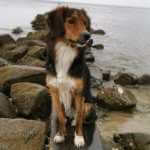 katrin-mit-tilda-rücken-fitness-kurs-für-hunde-doggy-fitness