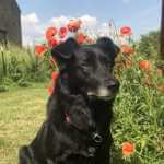 erfahrungsbericht-rücken-fitness-kurs-für-hunde-doggy-fitness