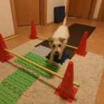 referenz-senior-fit-online-kurs-doggy-fitness